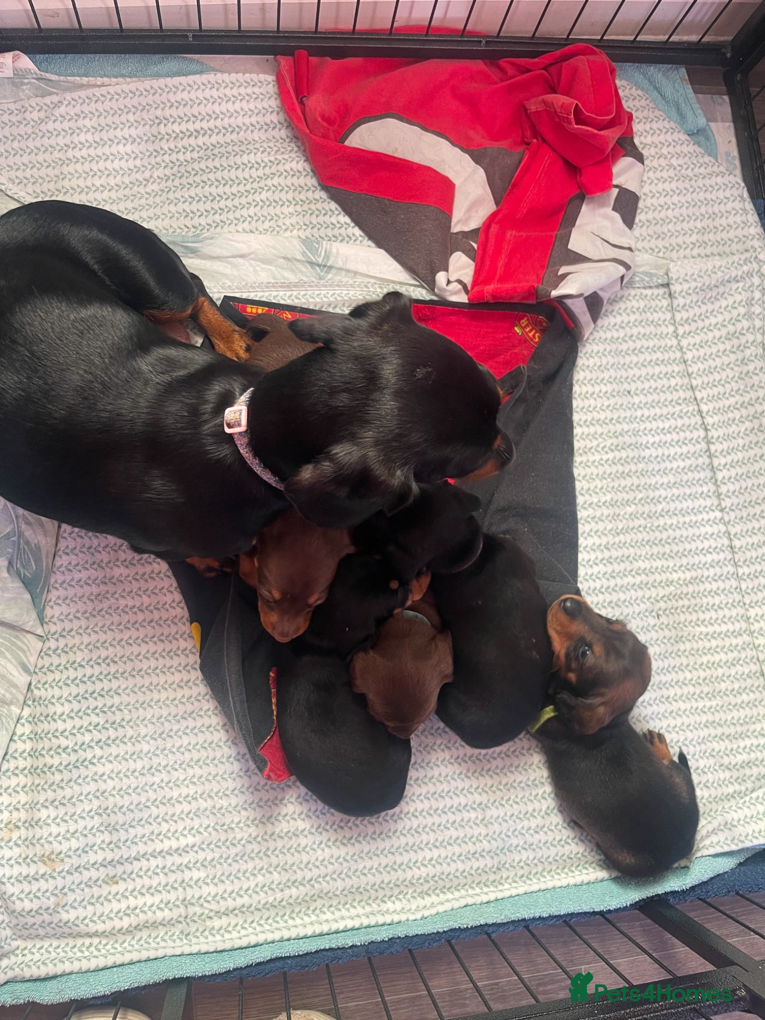 Dachshund dogs Adorable Dachshund puppies for sale - Advert 5