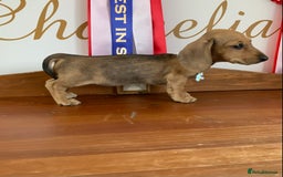 Miniature Dachshund dogs for sale: KC Registered true petite Miniature Dachshunds - Image 5