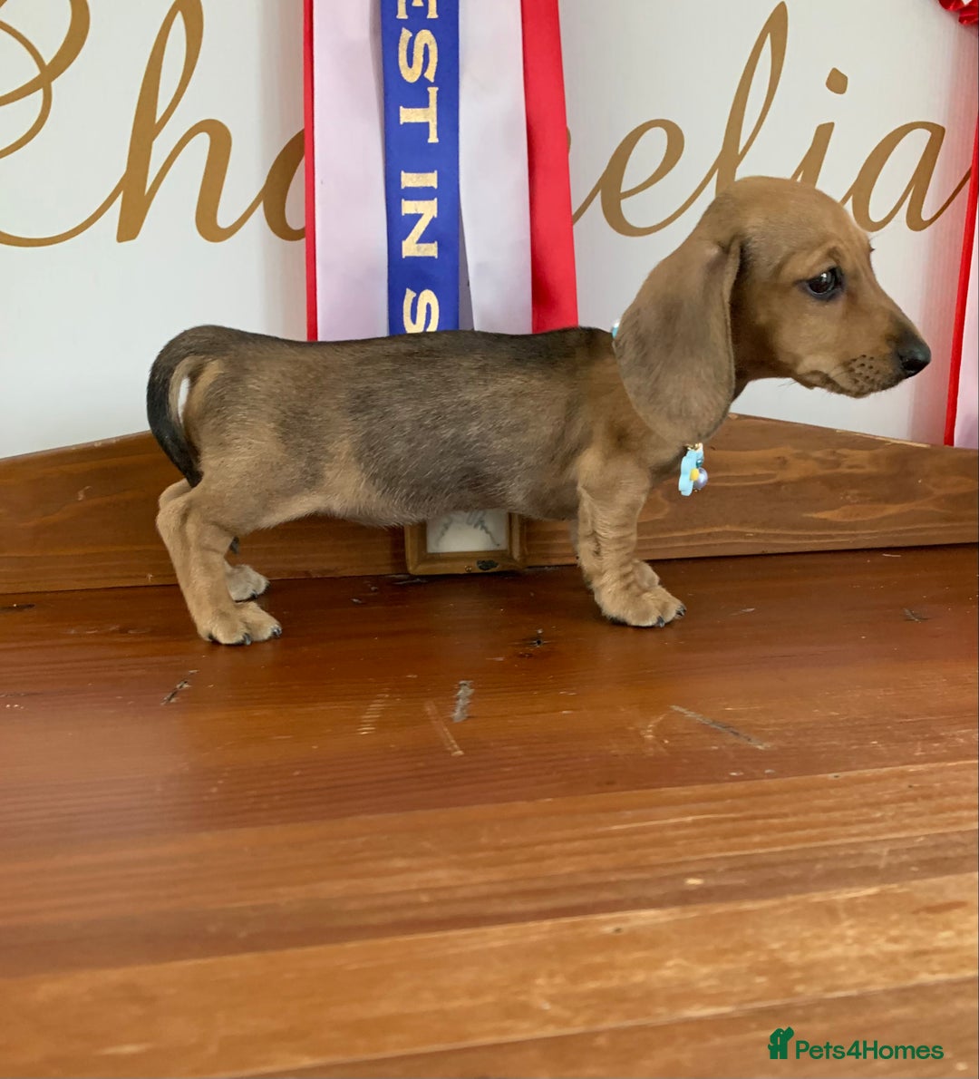 Miniature Dachshund dogs for sale: KC Registered true petite Miniature Dachshunds - Image 5