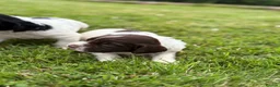 English Springer Spaniel dogs for sale: KC Registered Springer Spaniel Puppies - Advert 4