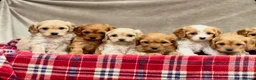 Cavapoochon dogs for sale: BEAUTIFUL CAVAPOOCHON PUPPIES - Advert 11
