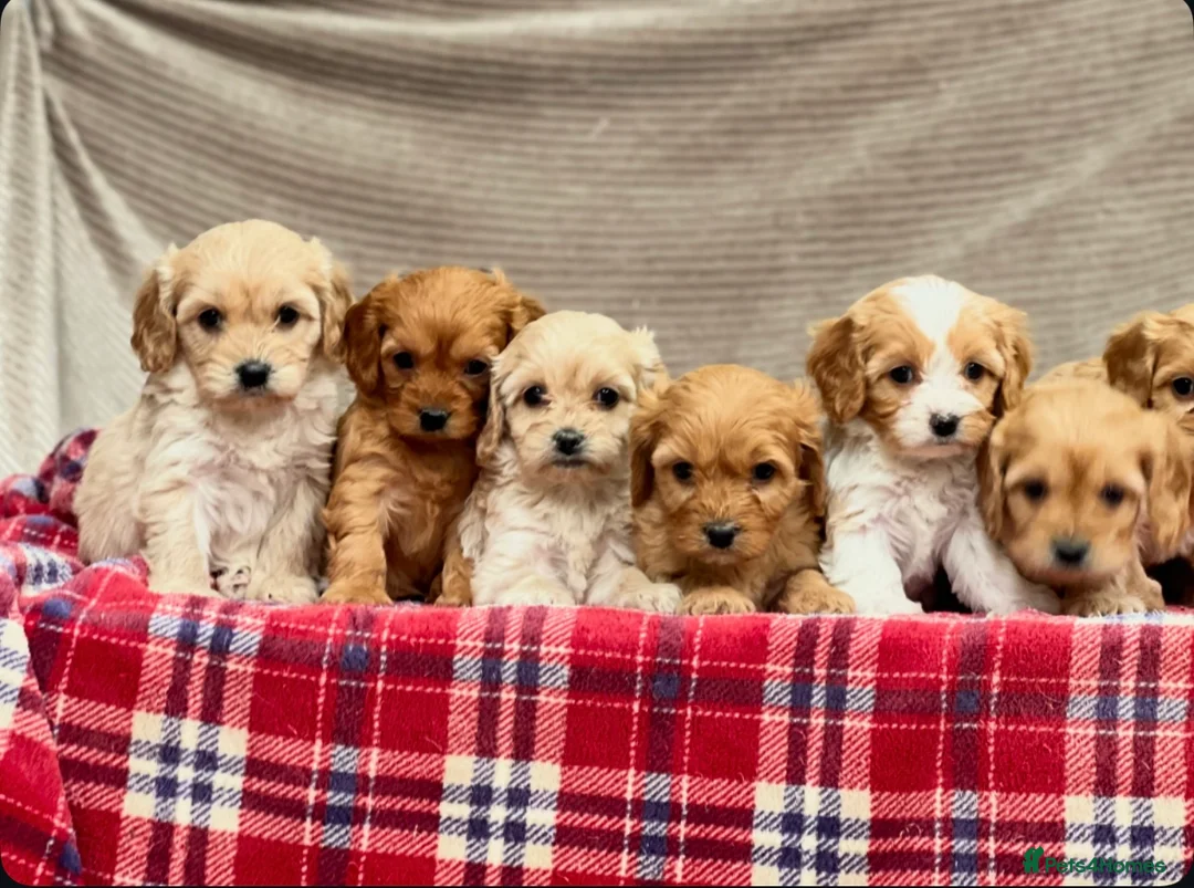 Cavapoochon dogs for sale: BEAUTIFUL CAVAPOOCHON PUPPIES - Advert 11