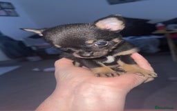 Chihuahua dogs for sale: Beautiful tiny girls chihuahuas  - Image 4