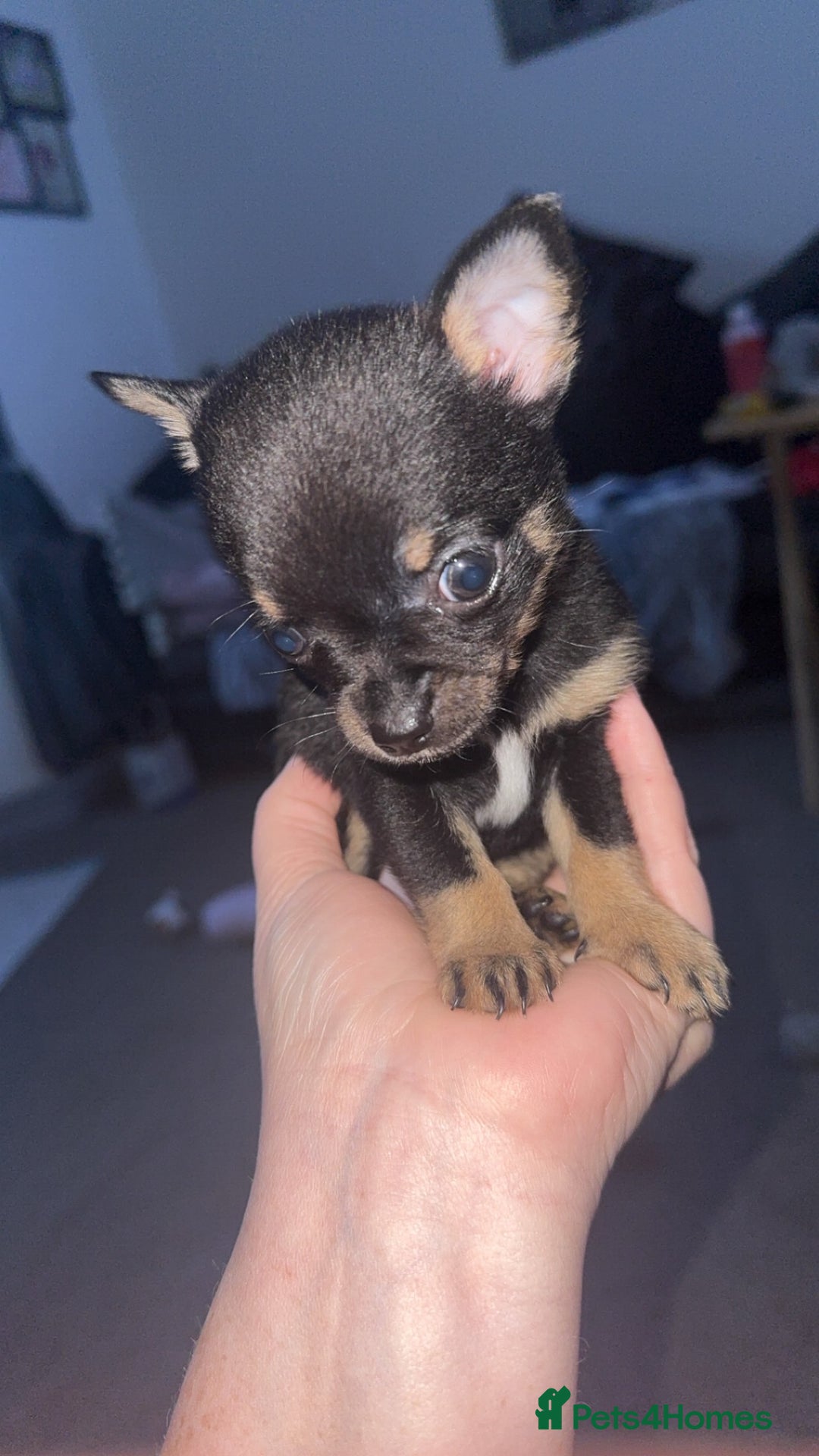 Chihuahua dogs for sale: Beautiful tiny girls chihuahuas  - Image 4
