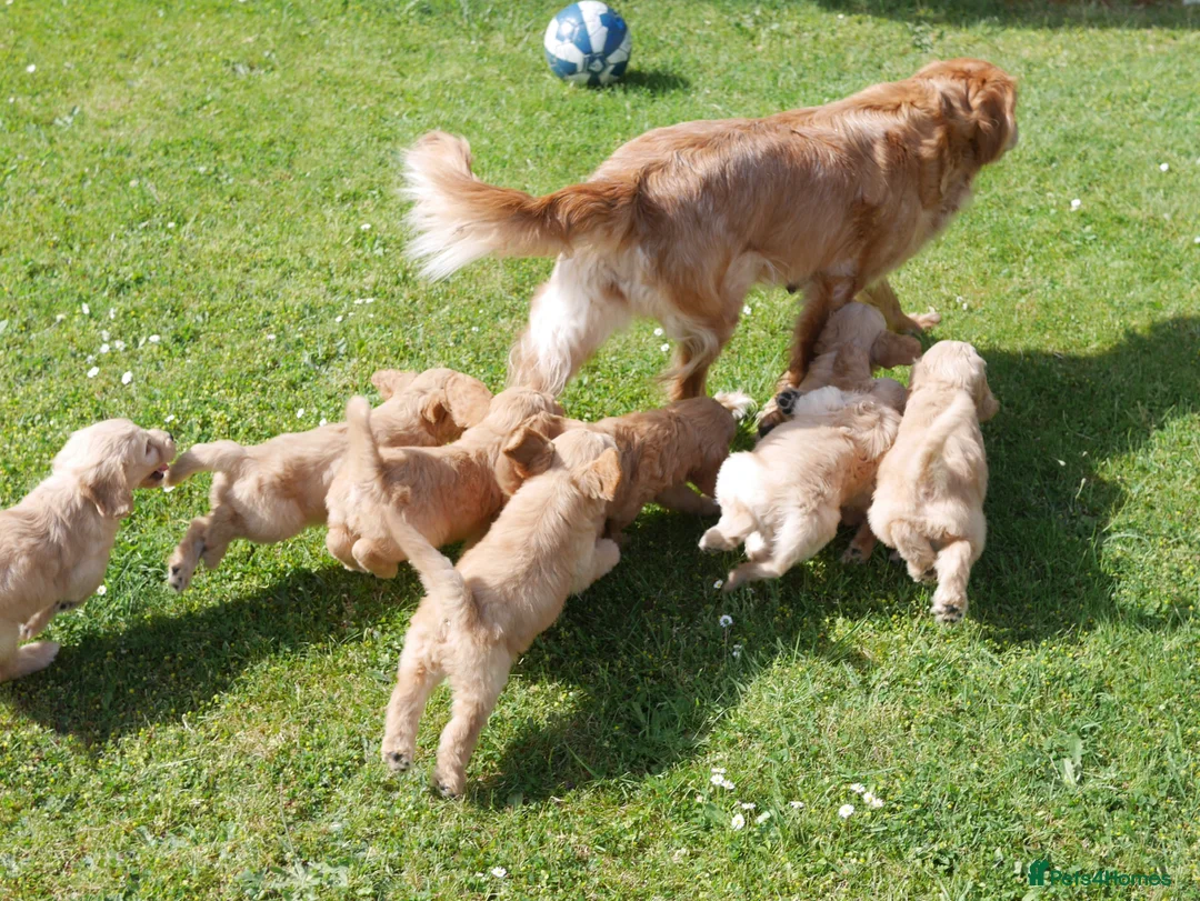 Mini Goldendoodle dogs for sale: Stunning Health Tested Miniature Goldendoodles - Advert 16