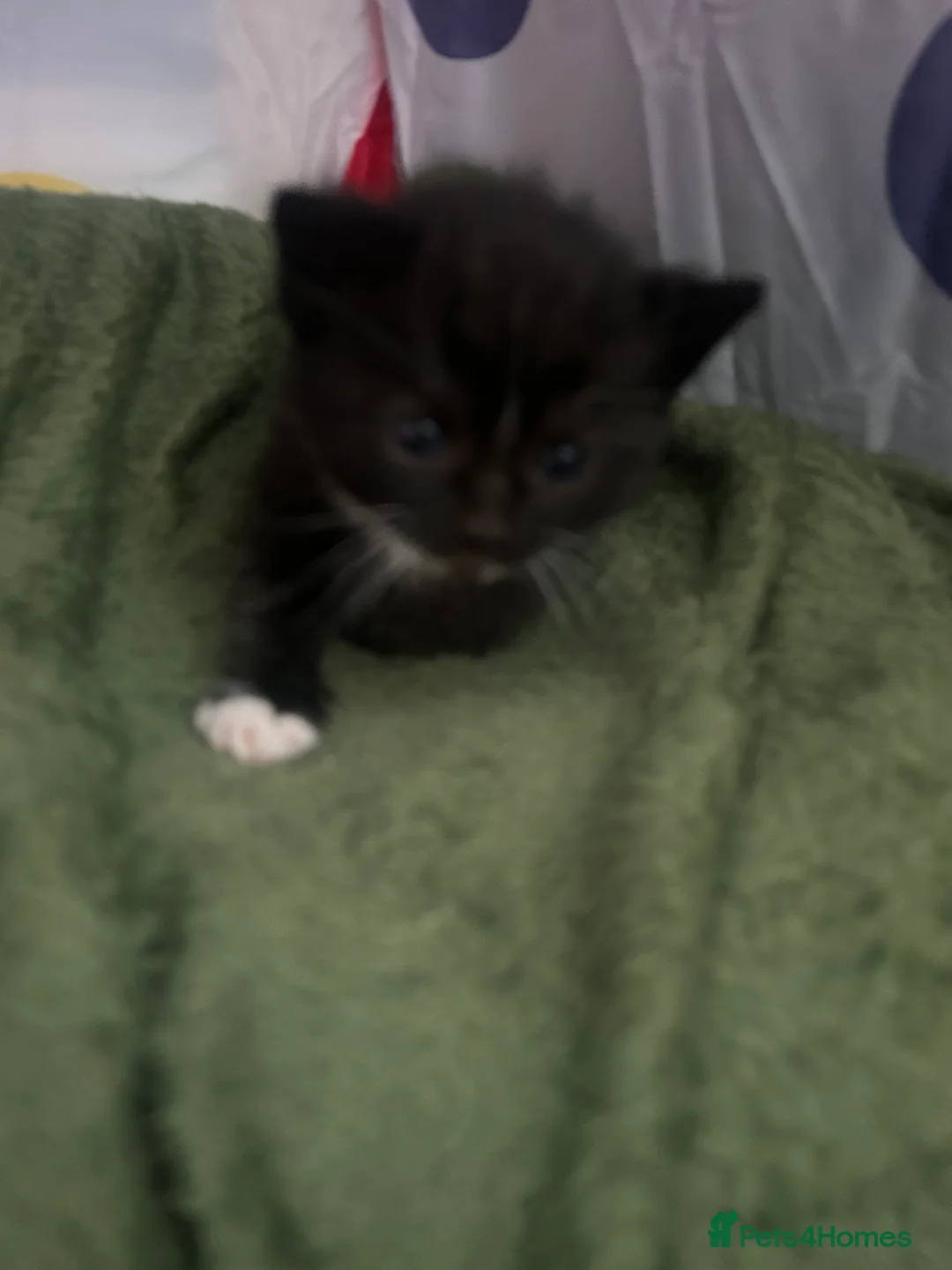 Mixed Breed cats for sale: Two male kittens available  in Cannock - Advert 6
