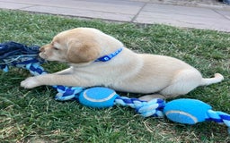 Labrador Retriever dogs for sale: Ready now from Plettenberg Labradors, KC Reg. - Image 4
