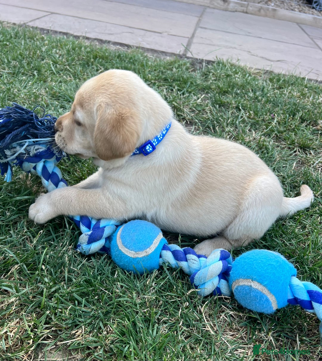 Labrador Retriever dogs for sale: Ready now from Plettenberg Labradors, KC Reg. - Image 4