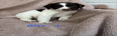 English Springer Spaniel Puppy 4