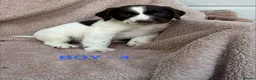 English Springer Spaniel dogs for sale: Cheeky Springer Spaniel Pups  in Wrexham - Advert 17