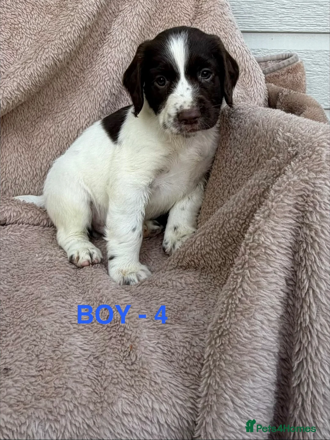 English Springer Spaniel dogs for sale: Cheeky Springer Spaniel Pups  in Wrexham - Advert 17