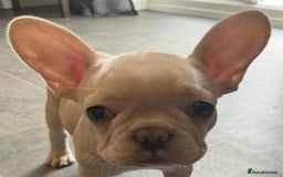 French Bulldog dogs for sale: Beautiful non kc female  - Image 17