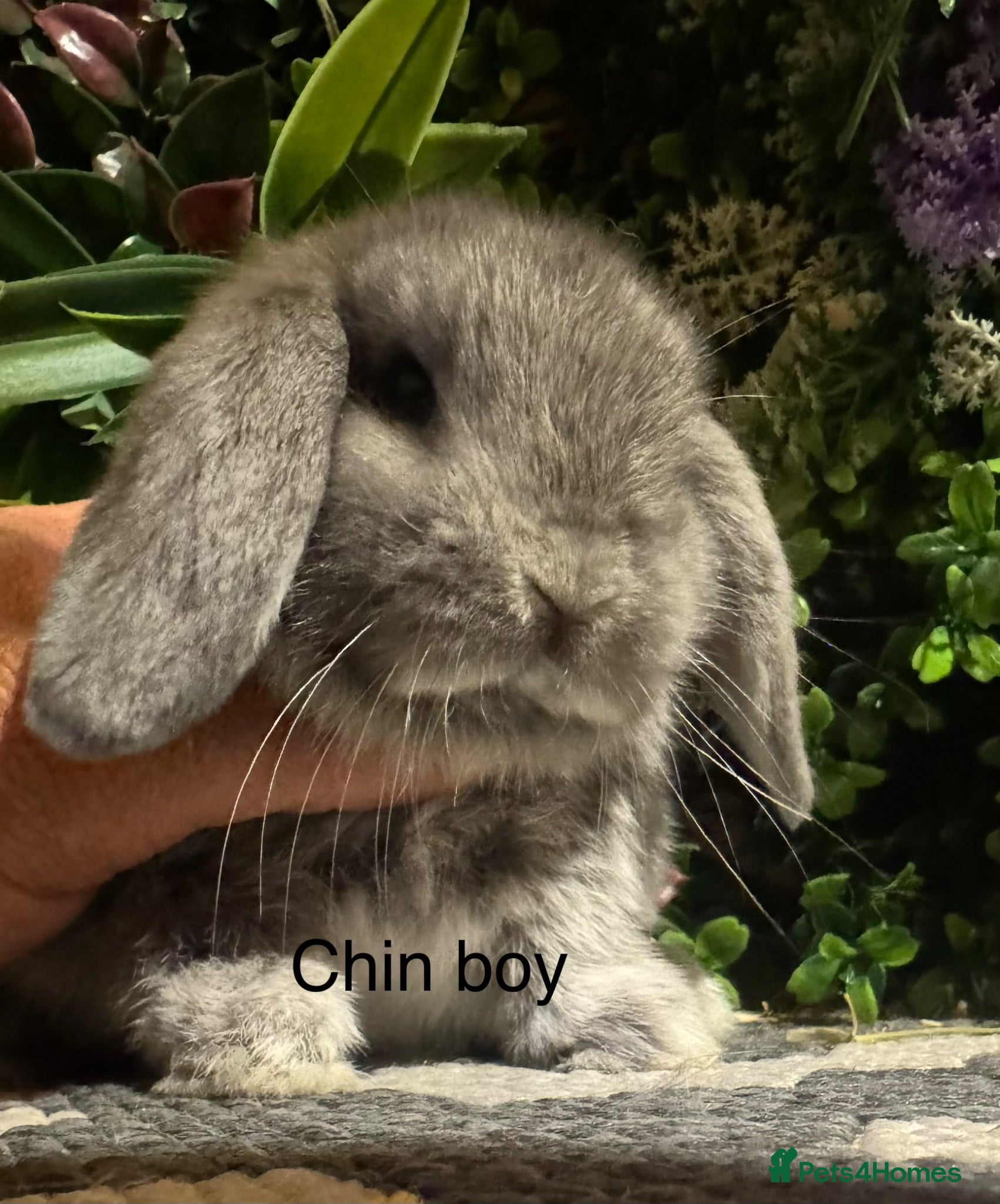 Mini Lop rabbits Pure bred mini lops ready to preorder  - Advert 1