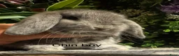 Mini Lop rabbits for sale: Pure bred mini lops ready to preorder  - Advert 1