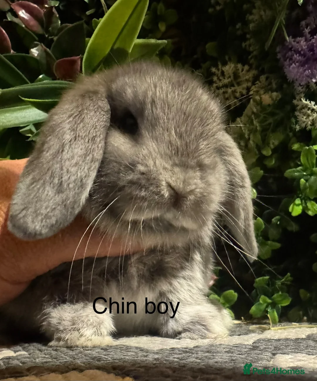 Mini Lop rabbits for sale: Pure bred mini lops ready to preorder  - Advert 1