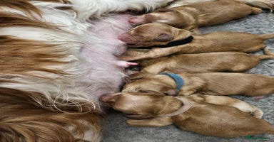 Cavapoo dogs - Advert 9