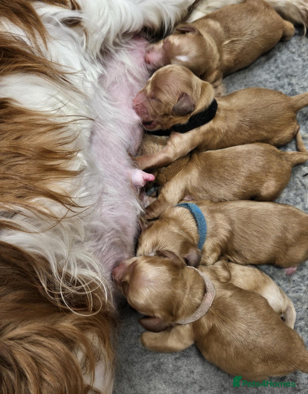 Cavapoo dogs for sale: Gorgeous Fox Red Cavapoo health tested parents  - Image 2