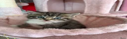 Mixed Breed cats for sale: Beautiful Ragdoll 2 males  - Advert 5