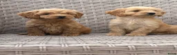 Cockapoo dogs for sale: PRA CLEAR F1 cockapoo puppies - Advert 6