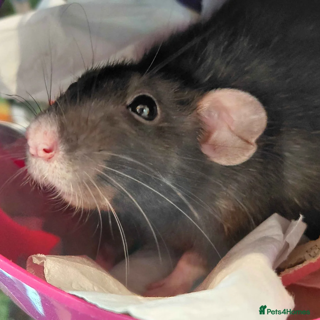 Rat rodents for sale: Old lady looking for retirement home in Nottingham - Advert 4