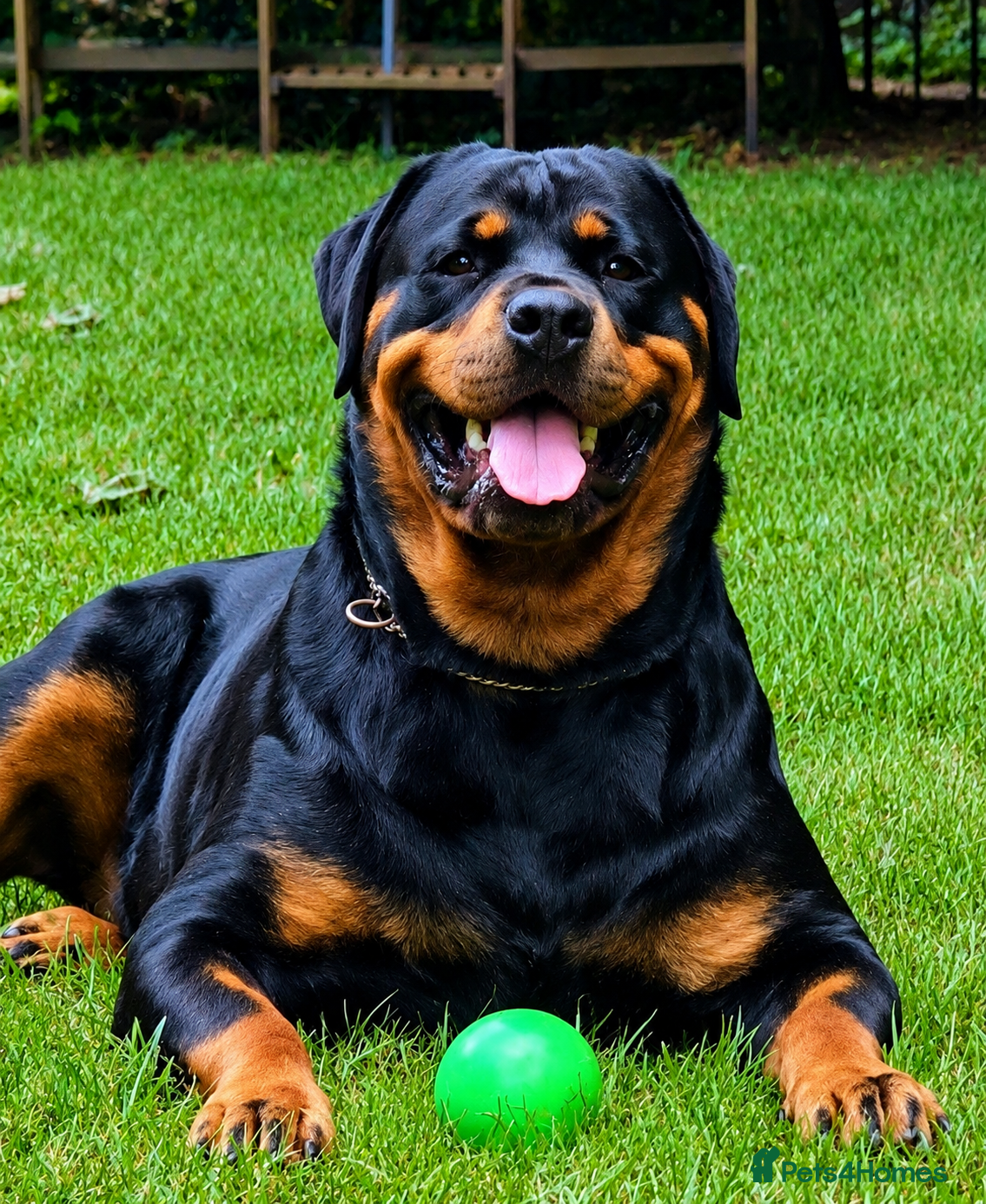 Rottweiler dogs KC Reg Rottweiler Puppies - Champion Bloodlines - Advert 2