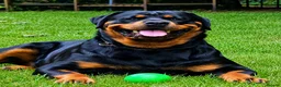 Rottweiler dogs for sale: KC Reg Rottweiler Puppies - Champion Bloodlines - Advert 2