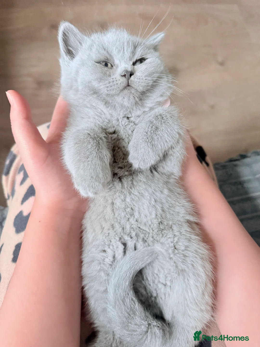 British Shorthair cats for sale: 100% Pure Pedigree Champion line Bsh Reg. Kitten - Advert 6