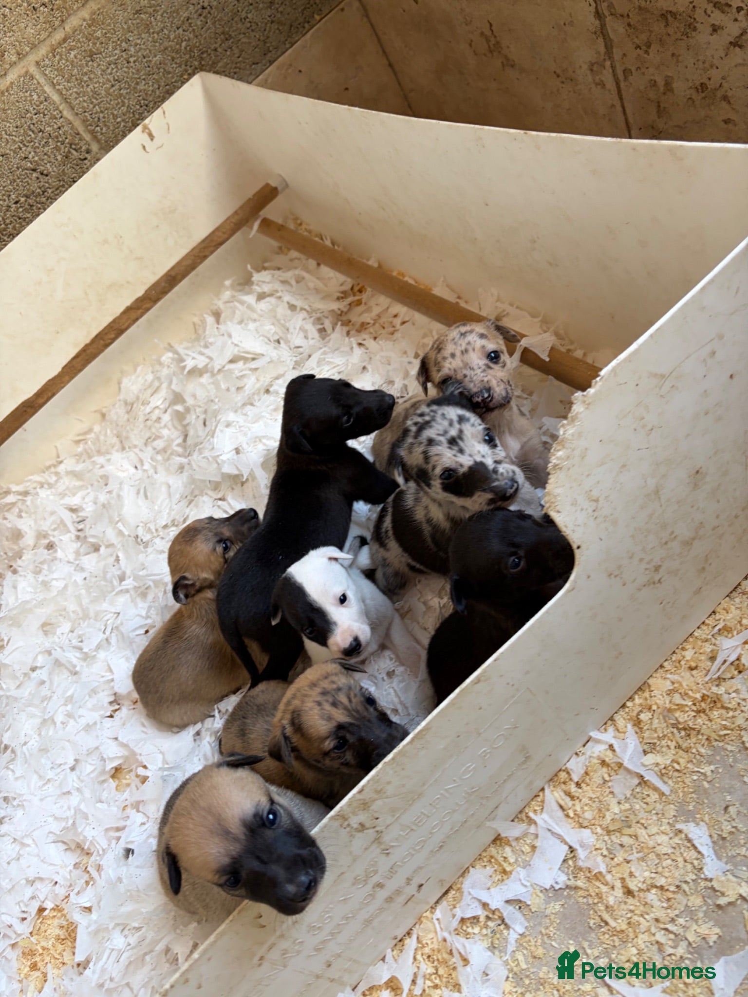 Lurcher dogs Genuine 3/4 whippet 1/4 collie pups for sale  - Advert 1