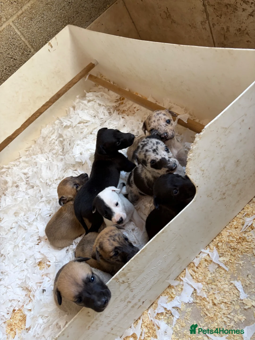 Lurcher dogs for sale: Genuine 3/4 whippet 1/4 collie pups for sale  - Advert 1