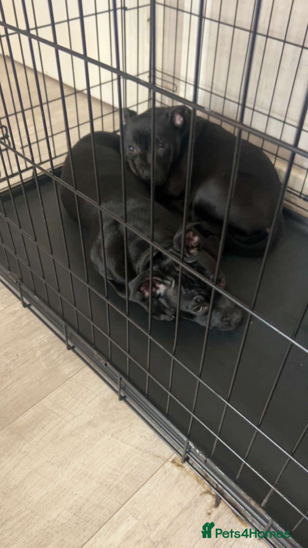 Staffordshire Bull Terrier dogs for sale: Staffy pups  - Image 2
