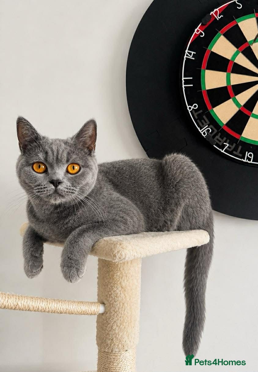 British Shorthair cats for sale: British shortcut - Advert 6