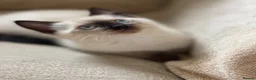 Siamese cats for sale: Beautiful Blue-Eyed Siamese-Type Boy Kitten - Advert 7