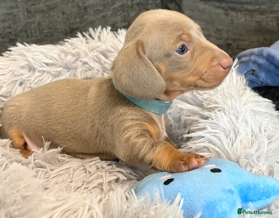 Miniature Dachshund dogs for sale: KC registered miniature dachshund pups smooth coat - Advert 11