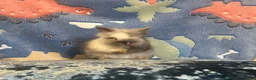 Lionhead rabbits for sale: Adorable double mane lionhead baby bunnies  - Advert 12