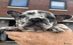 French Bulldog dogs for sale: Tri-colour Blue Merle Frenchie pups - Image 32