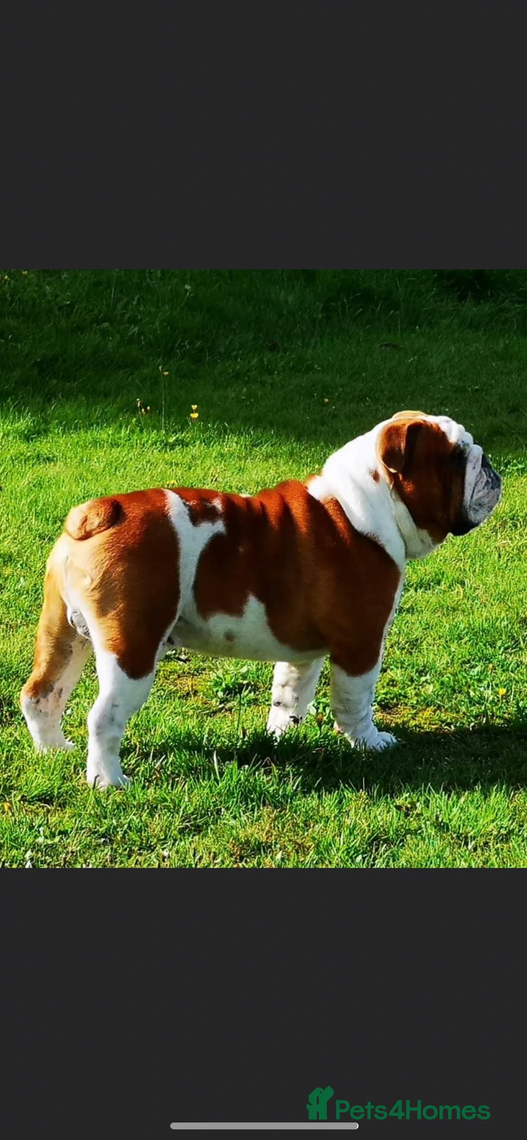 English Bulldog dogs for stud: Available for stud uk champion  in Bradford - Advert 9