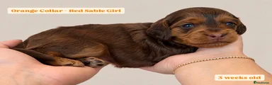 Cockapoo 1 - Orange Collar - Red Sable