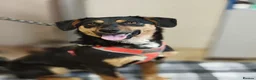 Mixed Breed dogs for adoption: ❤️🐶 PENNY – SHE WON’T LET YOU JUST PASS BY in Burton-on-Trent - Advert 12