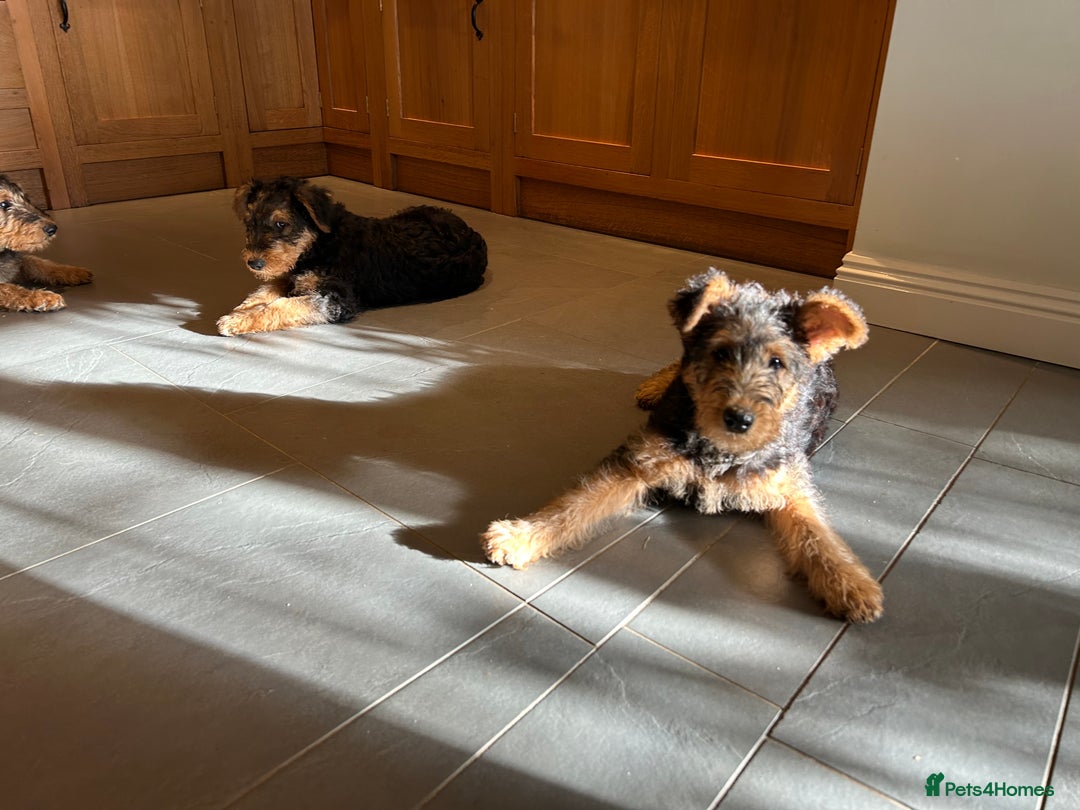 Airedale Terrier dogs for sale: Airedale puppy girl looking for a new home  - Advert 4