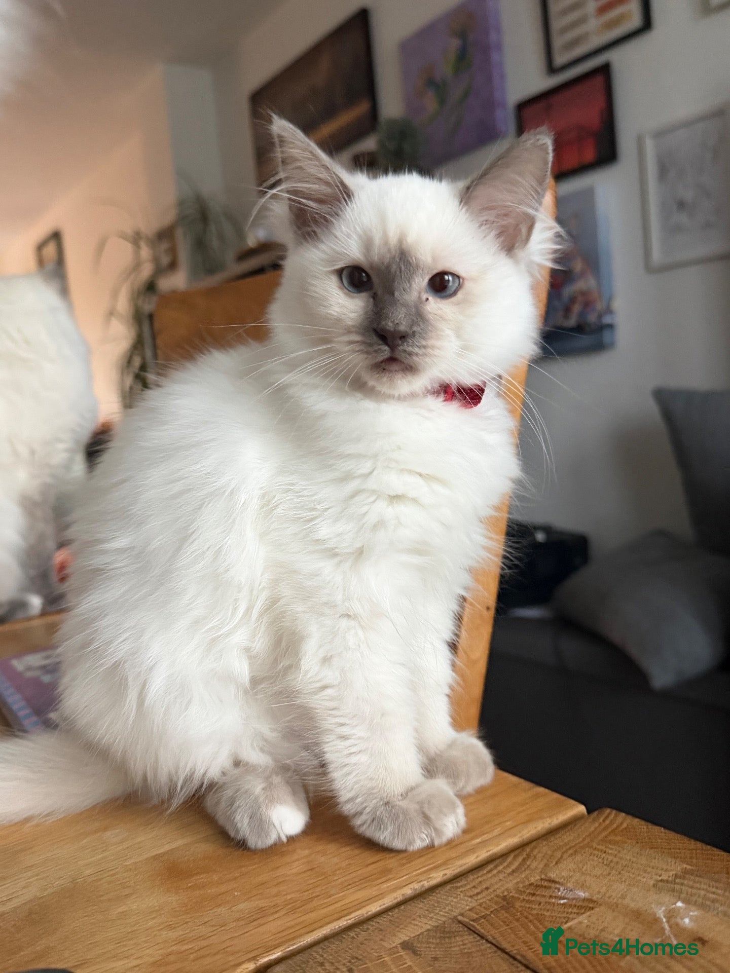 Ragdoll cats for sale: Pedigree Pure Ragdoll babies  - Advert 1