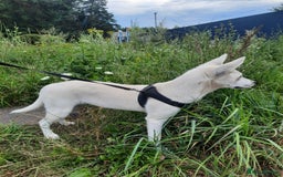 Mixed Breed dogs for adoption: 💖🐶 LUNA 🐶💖 - Image 4