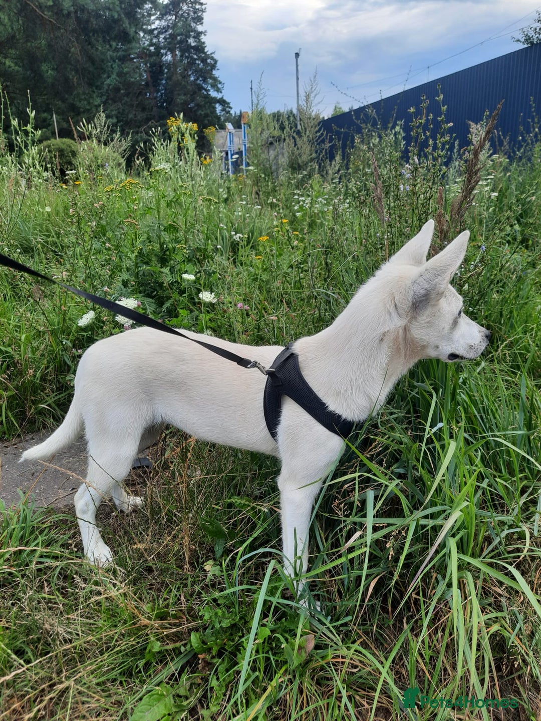 Mixed Breed dogs for adoption: 💖🐶 LUNA 🐶💖 - Image 4