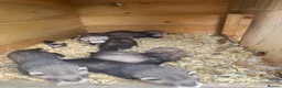 Ferret rodents for sale: Ferret kits  - Advert 3