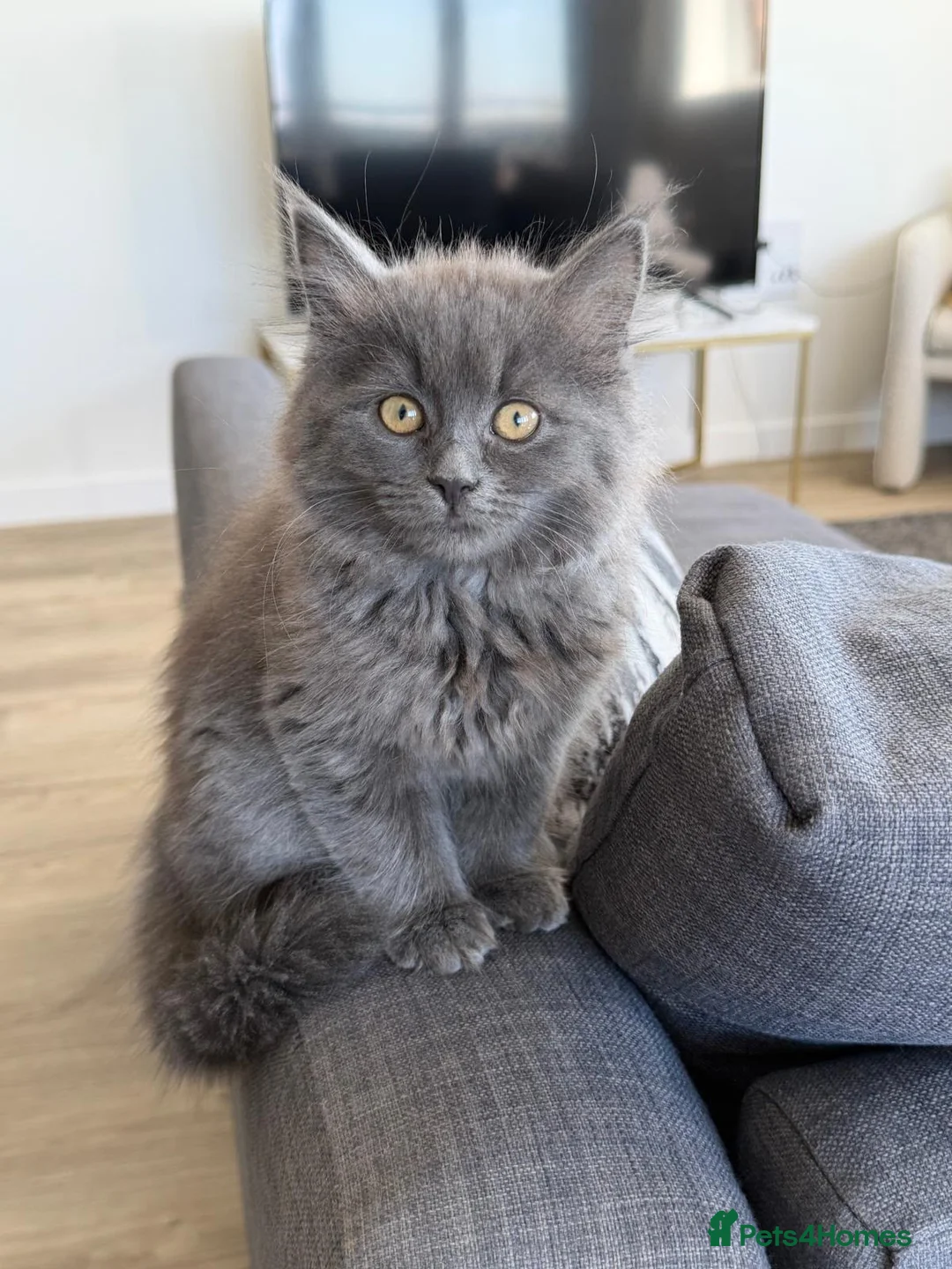 British Shorthair cats for sale: British & Scottish Fold straight - Advert 2