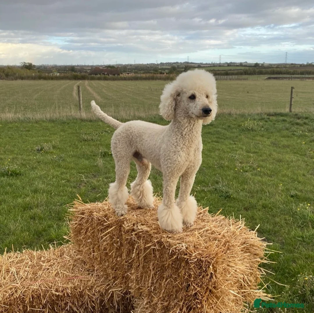 Sproodle dogs for sale: Tri sproodle puppies for sale - Advert 15