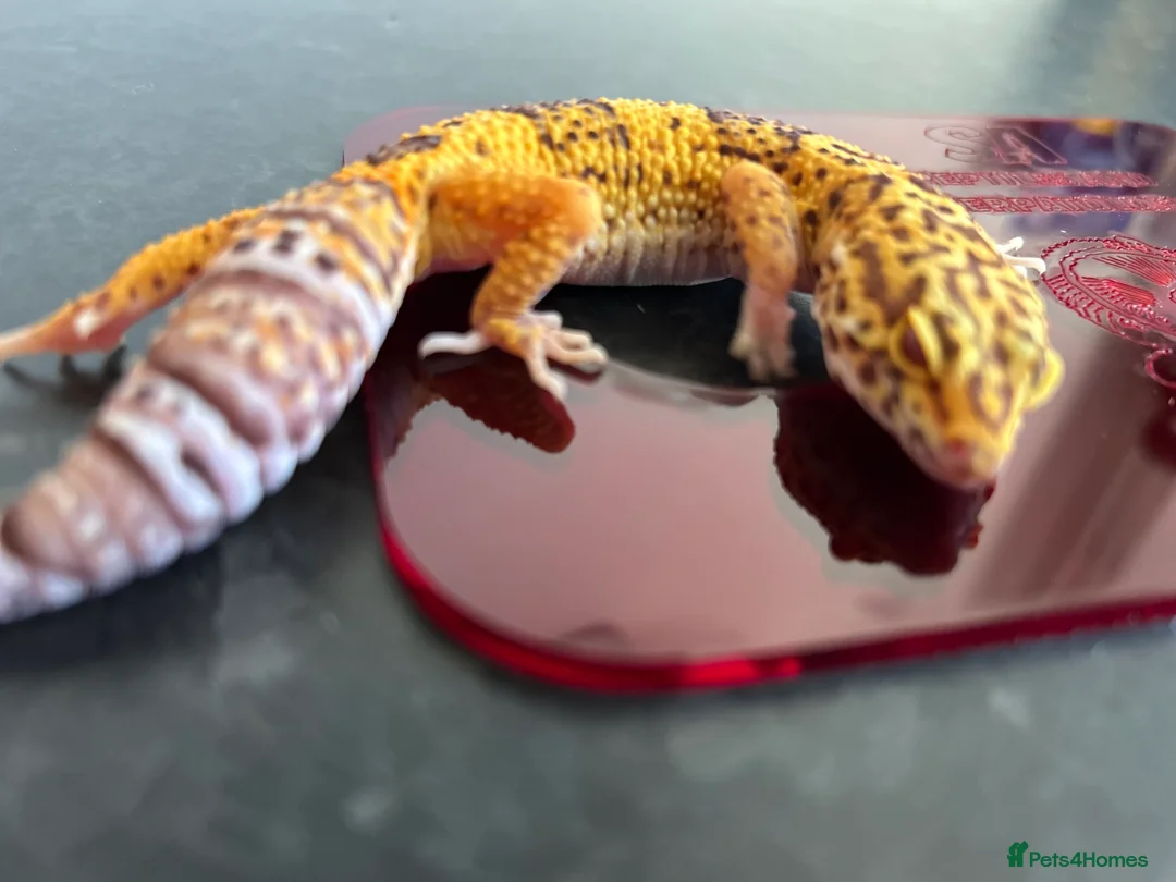 Leopard Gecko reptiles for sale: Leopard Gecko Group in Chelmsford - Advert 11