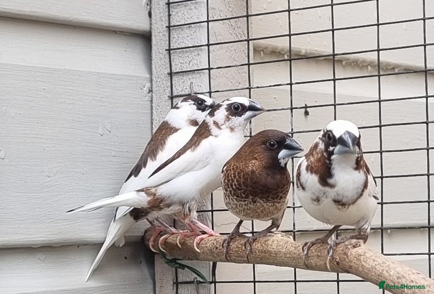 Finches birds Bengalese Finches - Advert 17