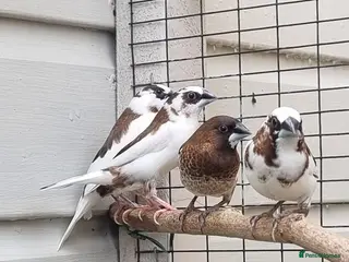 Finches birds Bengalese Finches - Advert 1