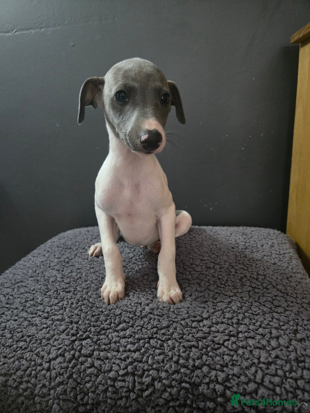 Whippet dogs for sale: ✅️ Ready to leave - KC whippets 🧡 - Image 20