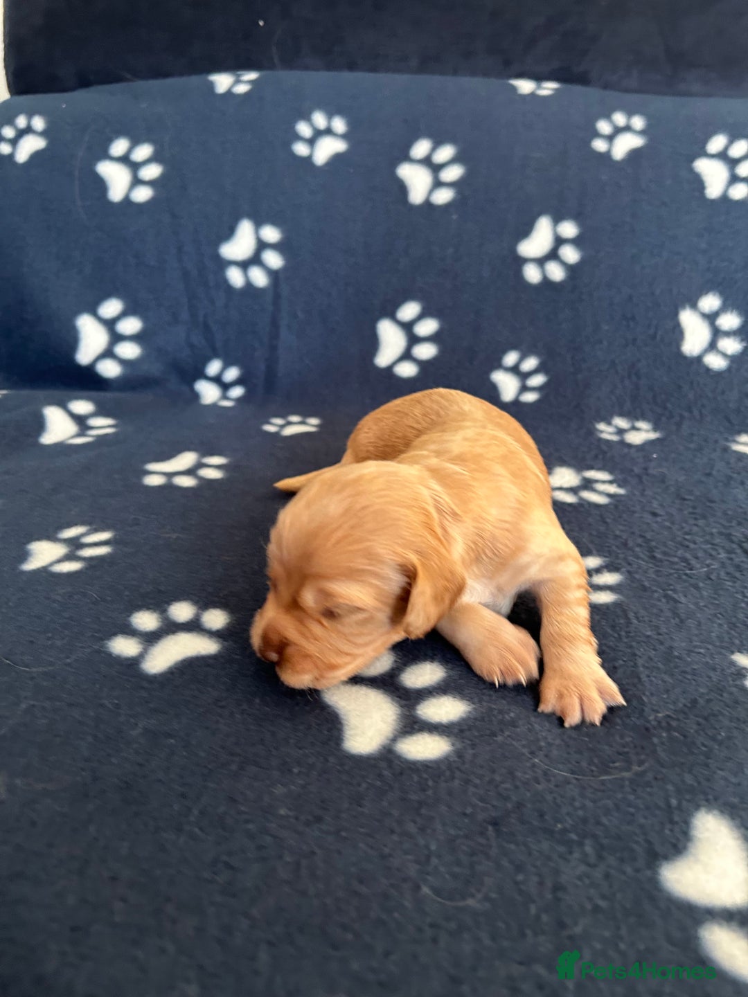 Cocker Spaniel dogs for sale: KC registered Working Cocker Spaniels puppys  - Advert 10